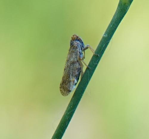 Réf. 325 396 : Cixius sp.